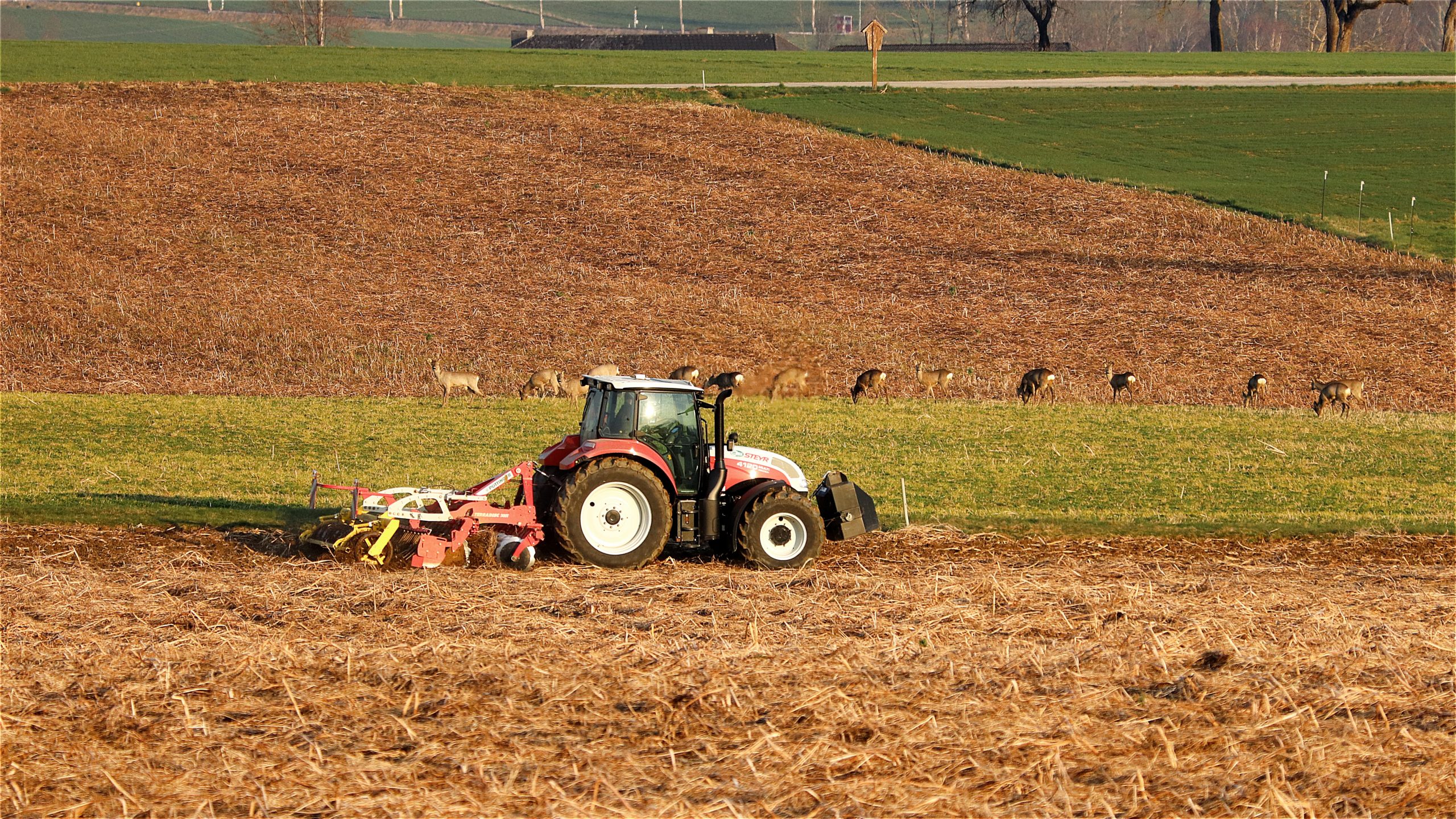 Rehe und Traktor auf dem Feld